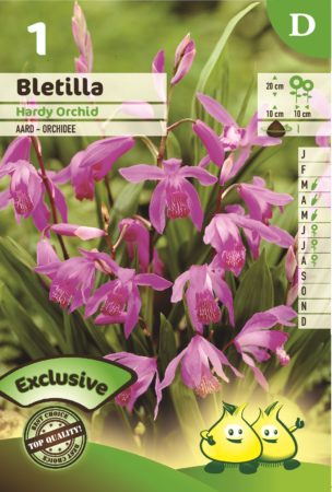 Bletilla ‘Hardy Orchid’ - Aard-orchidee