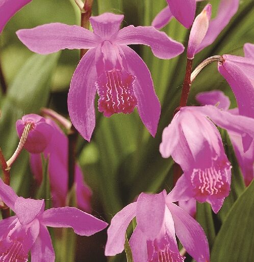 Bletilla ‘Hardy Orchid’ - Aard-orchidee