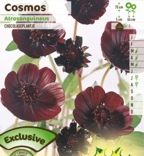 Cosmos atrosanguineus - Chocoladeplant