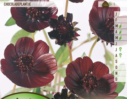 Cosmos atrosanguineus - Chocoladeplant