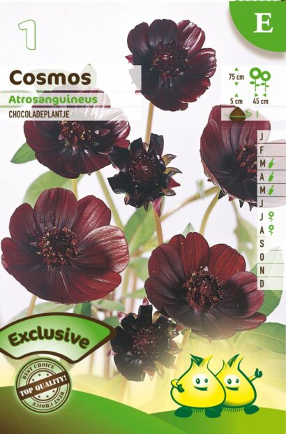 Cosmos atrosanguineus - Chocoladeplant