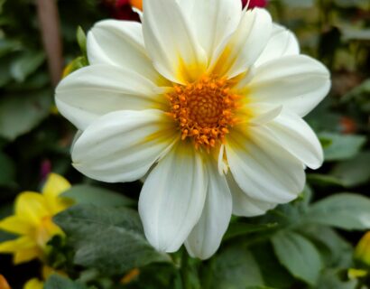 Dahlia ‘Bischop of Dover’ - Anemoon