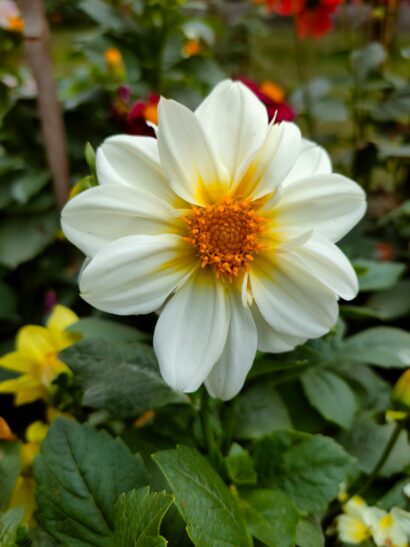 Dahlia ‘Bischop of Dover’ - Anemoon