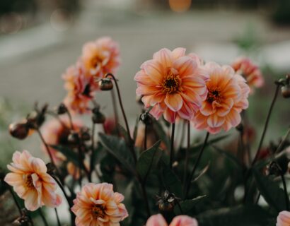 Dahlia ‘Bischop of Oxford’ - Dahlia