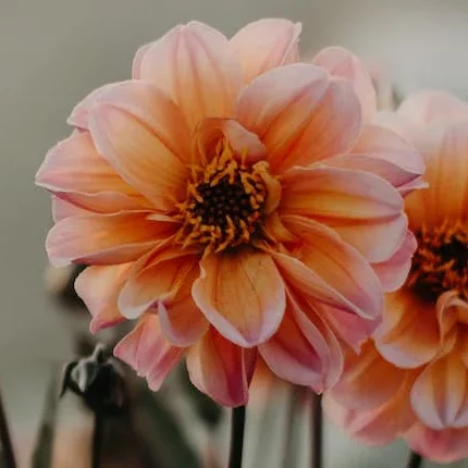Dahlia ‘Bischop of Oxford’ - Dahlia