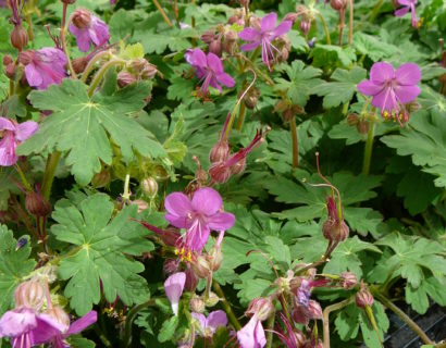 Geranium macrorrhizum ‘Czakor’ - Ooievaarsbek