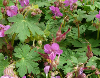 Geranium macrorrhizum ‘Czakor’ - Ooievaarsbek