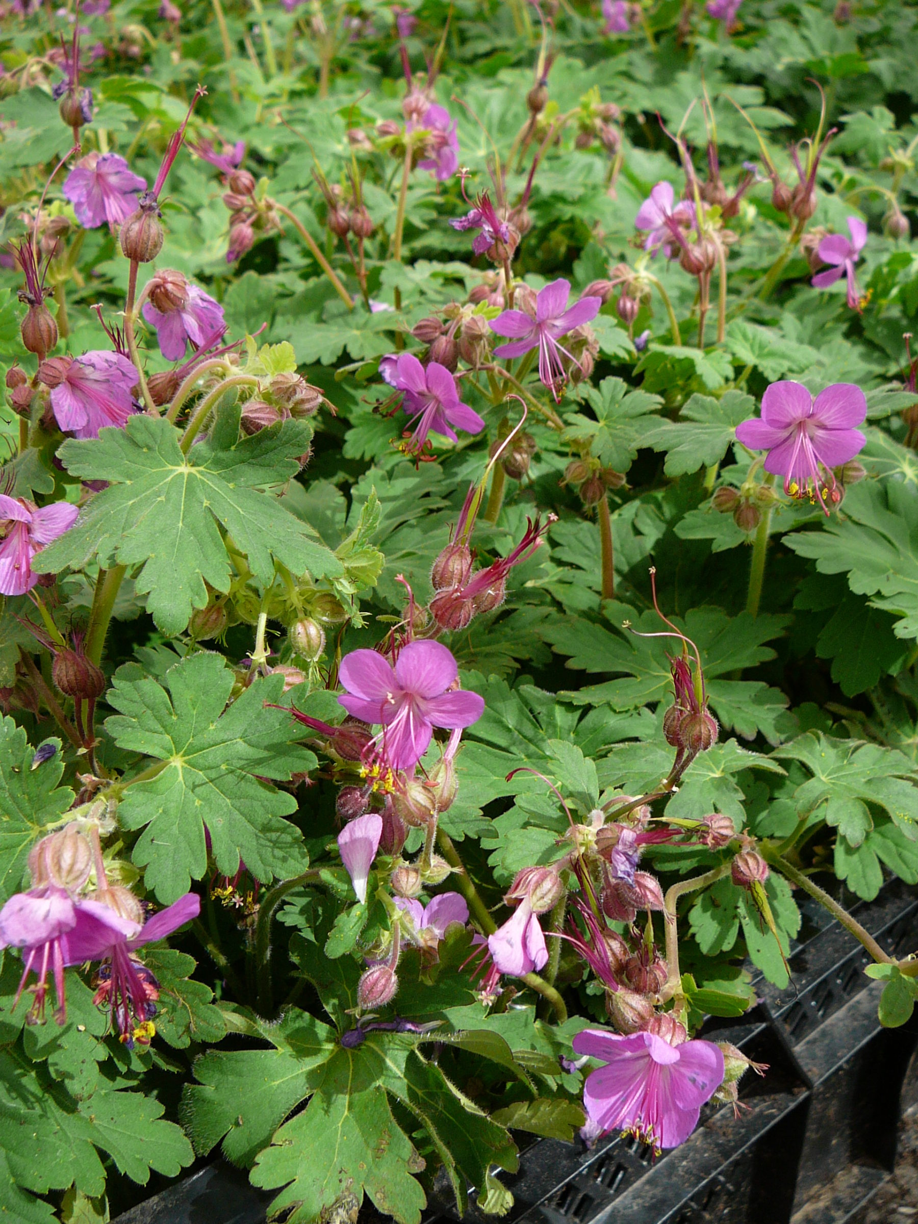 Geranium macrorrhizum ‘Czakor’ - Ooievaarsbek