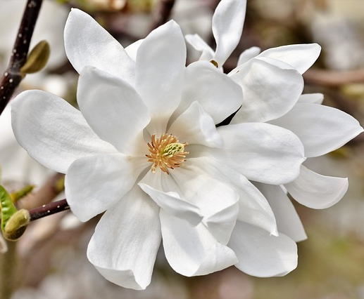 Magnolia grandiflora - beverboom