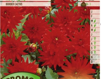 Dahlia ‘Red Pigmy’ - Cactusdahlia