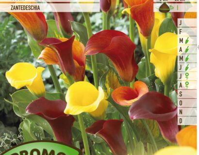 Calla mix - Aronskelk