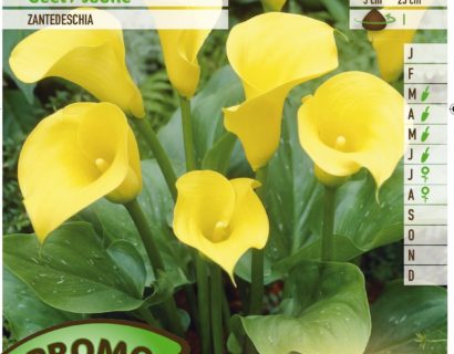 Calla geel - Gele Aronskelk
