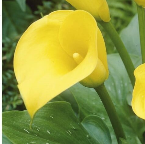 Calla geel - Gele Aronskelk