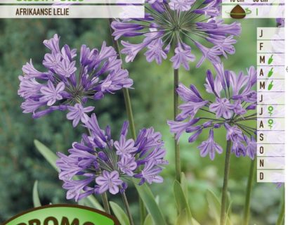 Agapanthus africanus blauw - Afrikaanse Lelie of Tuberoos