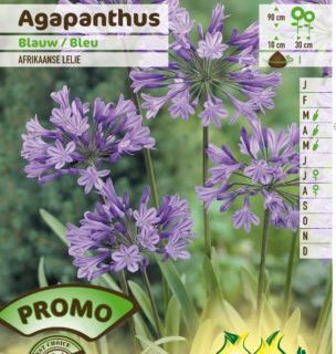 Agapanthus africanus blauw - Afrikaanse Lelie of Tuberoos