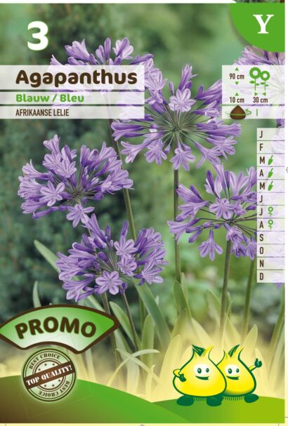 Agapanthus africanus blauw - Afrikaanse Lelie of Tuberoos