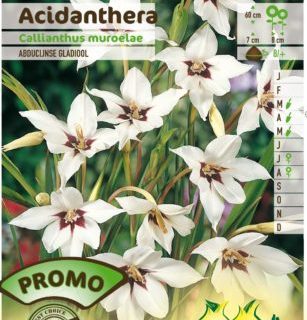 Acidanthera murielae - Abessijnse Gladiool