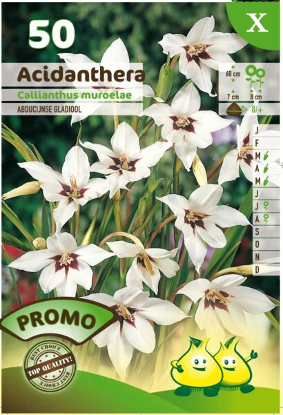 Acidanthera murielae - Abessijnse Gladiool