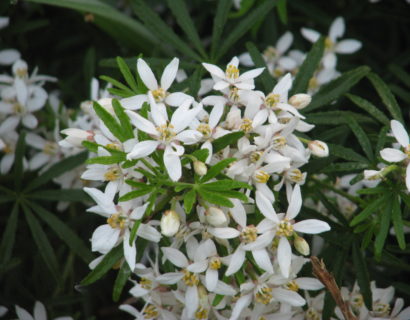 Choisya ternata ‘White Dazzler’ - Mexicaanse oranjebloesem