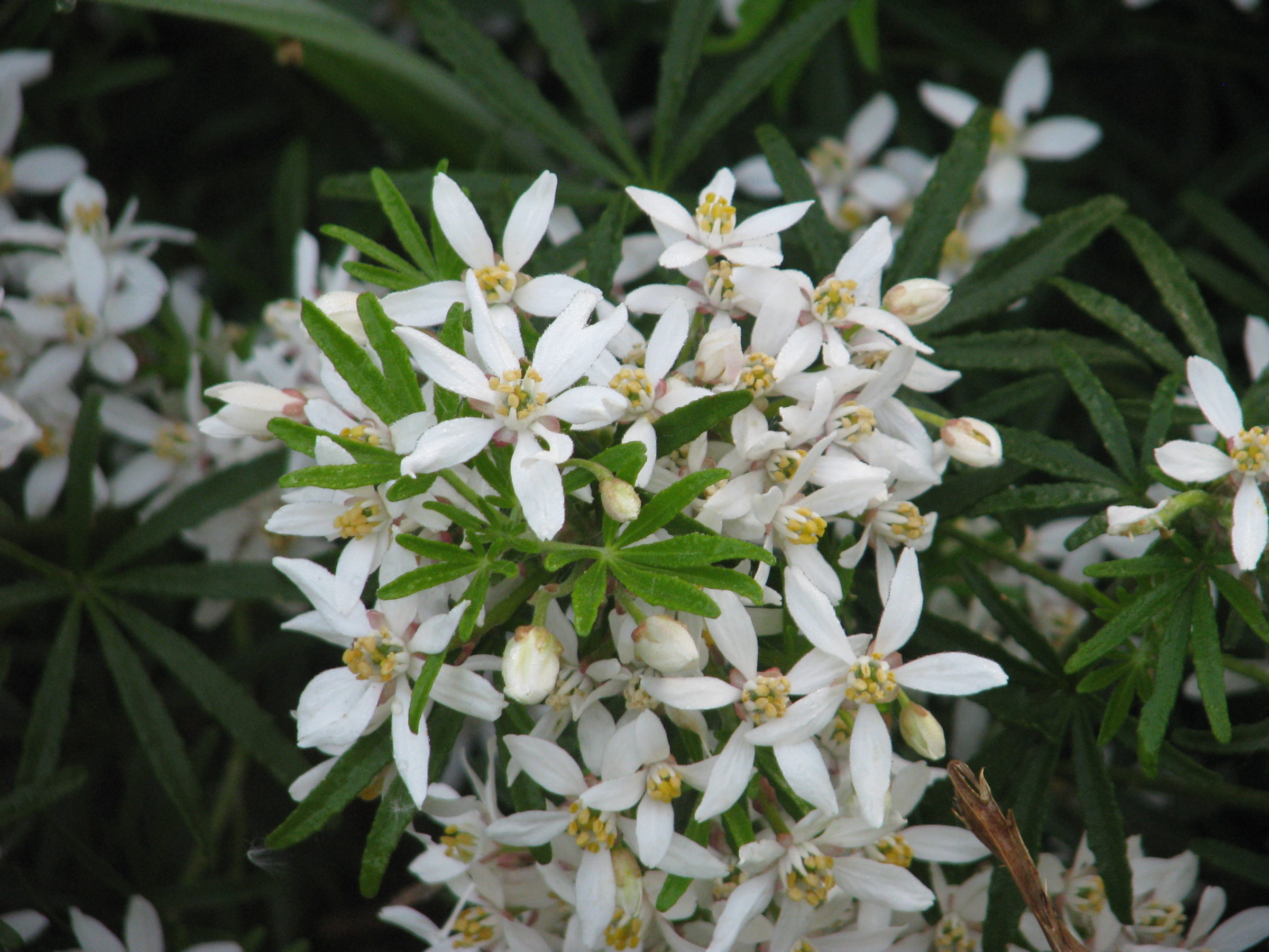 Choisya ternata ‘White Dazzler’ - Mexicaanse oranjebloesem