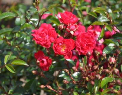 Rosa ‘Fairy Queen’ - Bodembeddekende roos