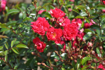 Rosa ‘Fairy Queen’ - Bodembeddekende roos