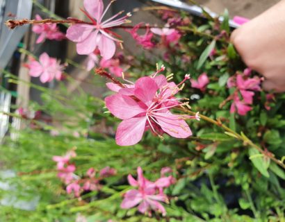 Gaura lindheimeri ‘Compact Pink’ (grote pot) - Prachtkaars