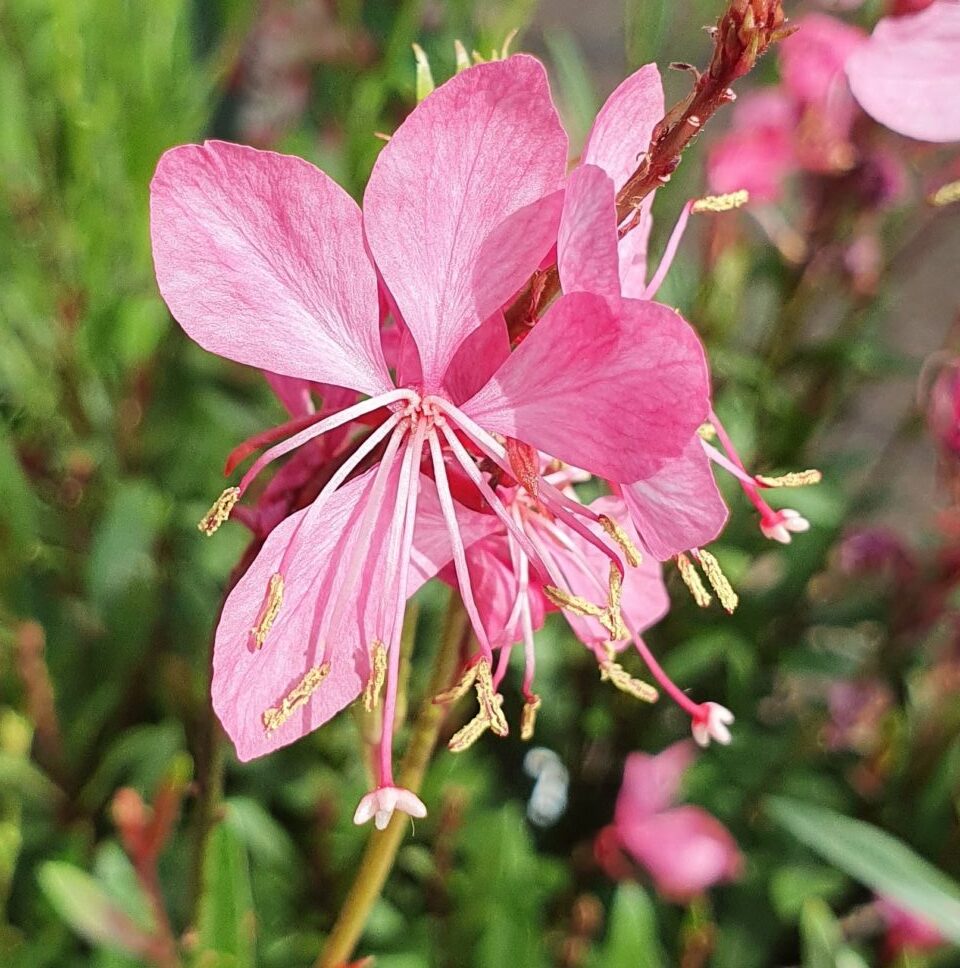 Gaura lindheimeri ‘Compact Pink’ (grote pot) - Prachtkaars