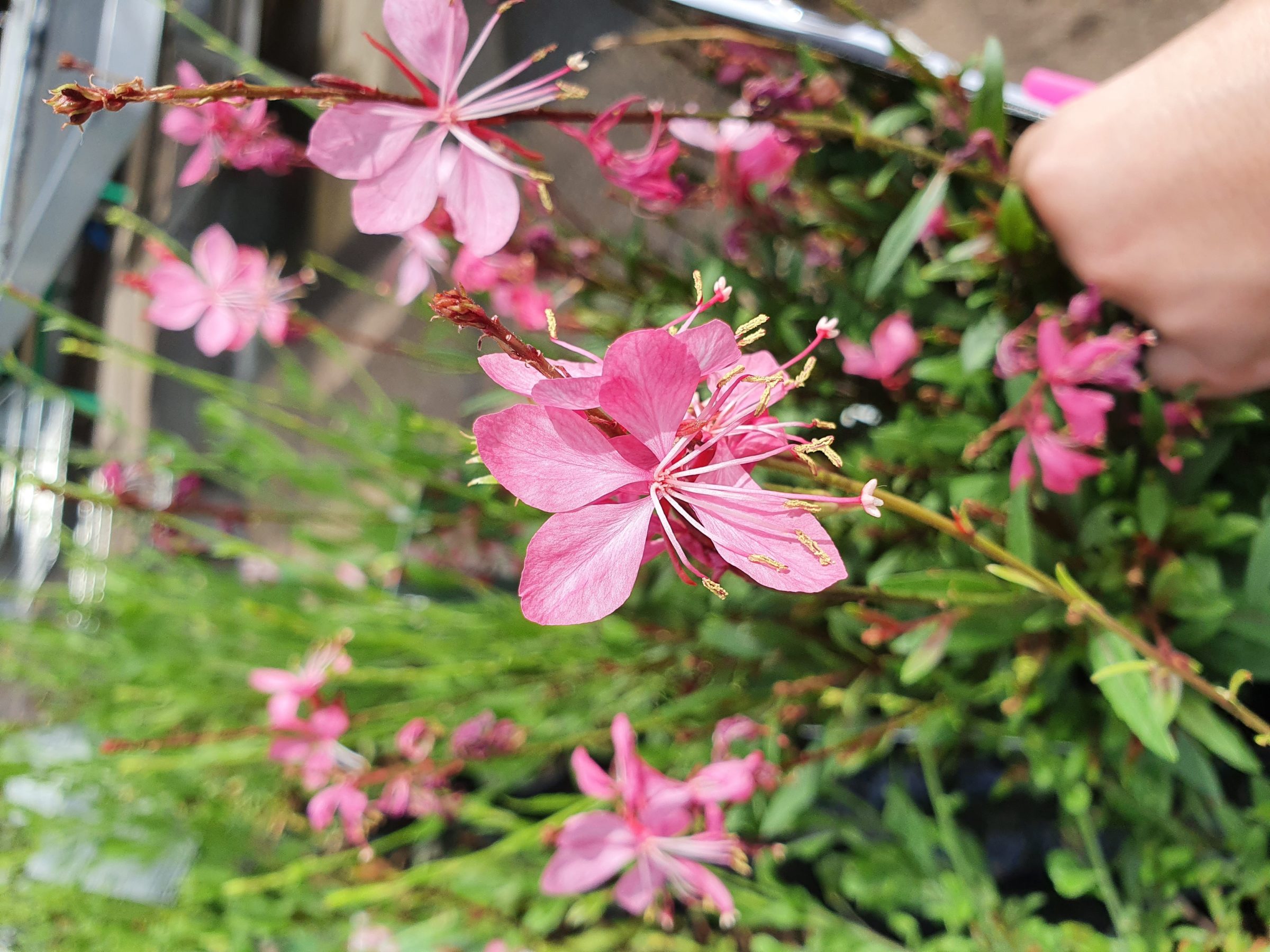 Gaura lindheimeri ‘Compact Pink’ (grote pot) - Prachtkaars