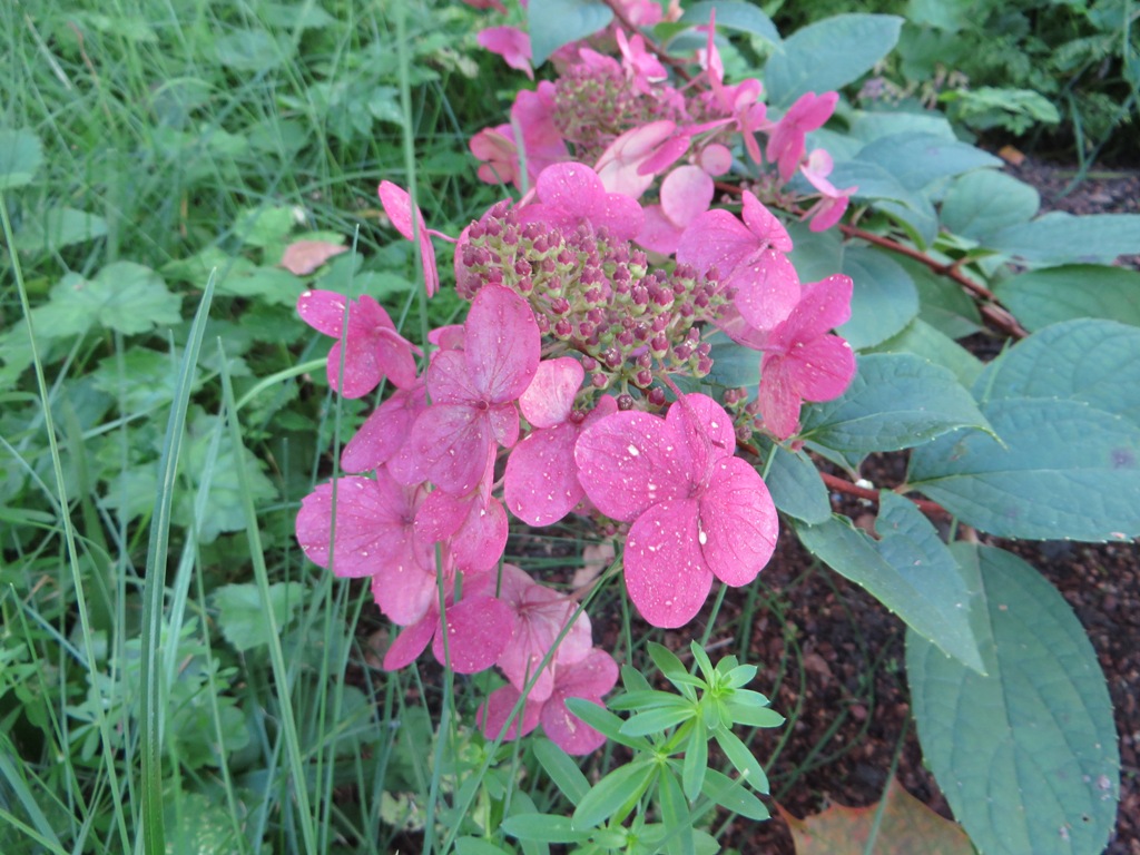 Hydrangea paniculata ‘Wim’s Red’ - Pluimhortensia