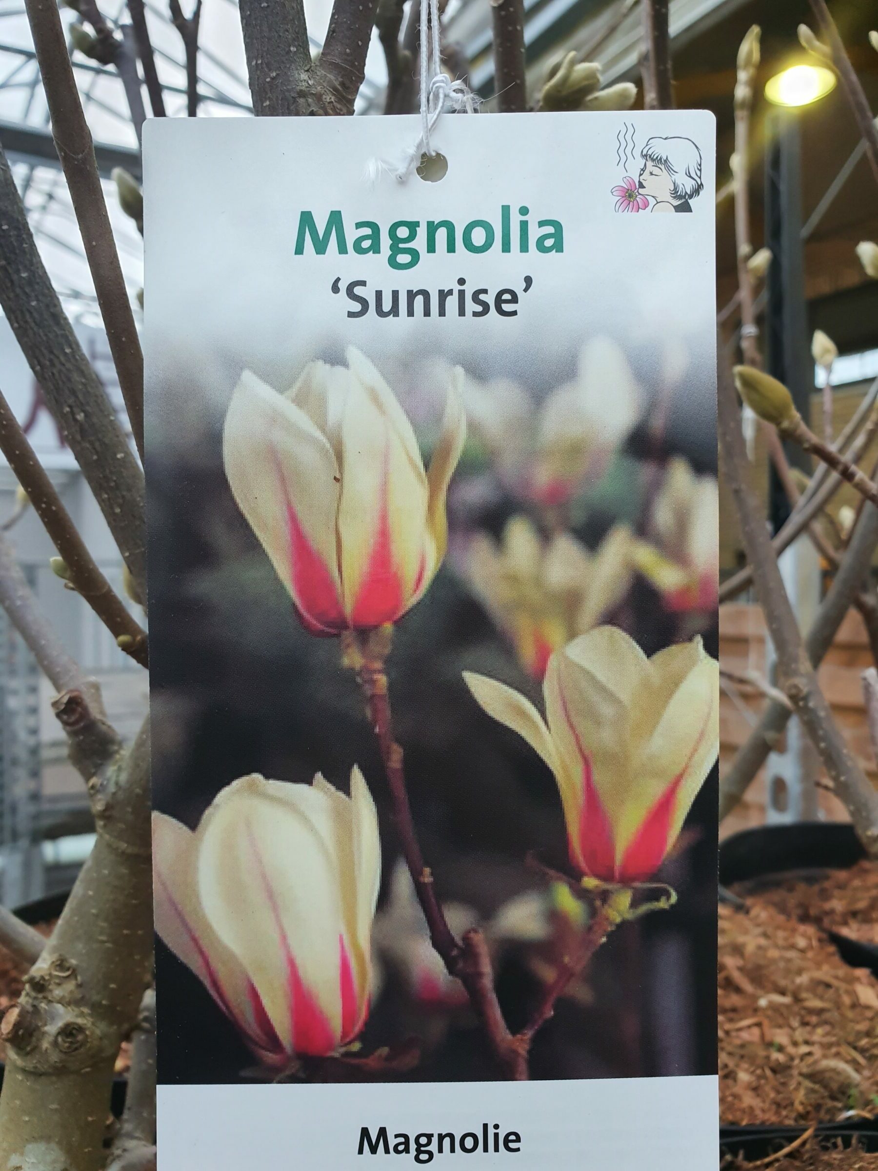 Magnolia ‘Sunrise’ - Beverboom