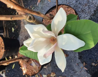 Magnolia ‘Sunsation’ - Beverboom