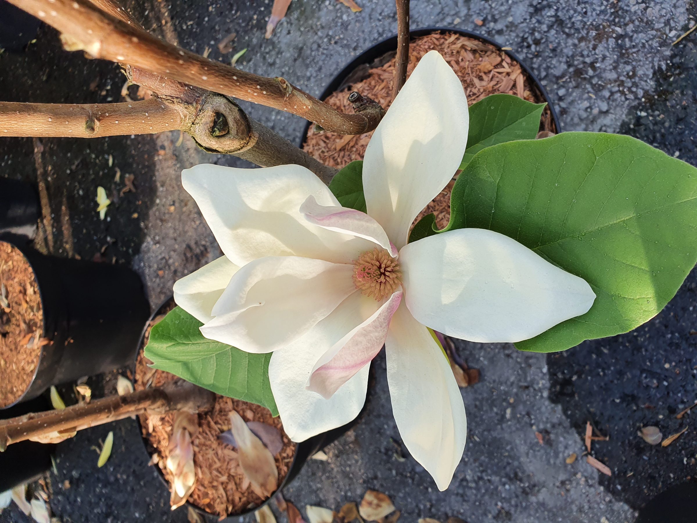 Magnolia ‘Sunsation’ - Beverboom