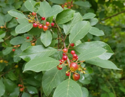 Rhamnus frangula - Sporkehout