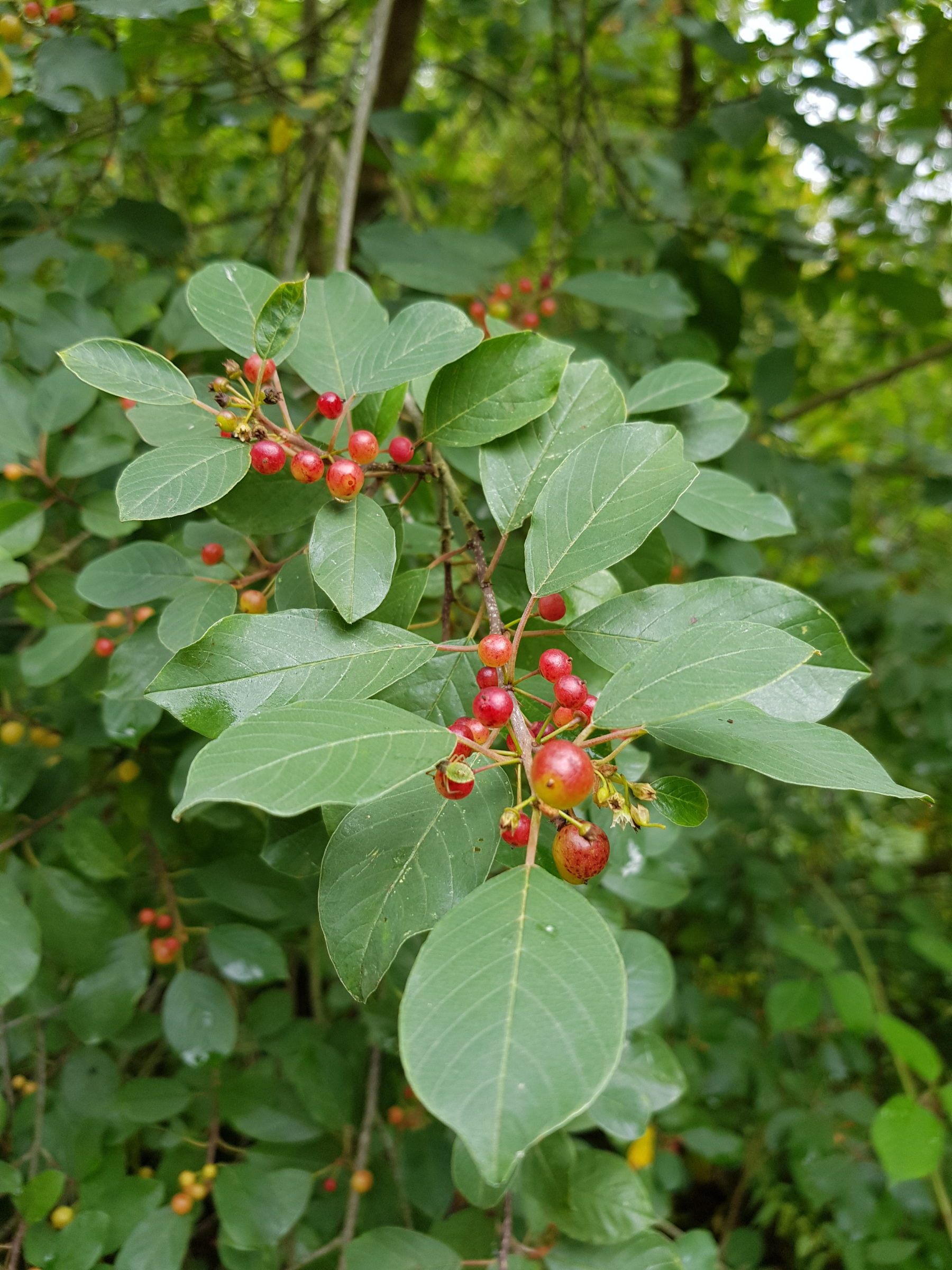 Rhamnus frangula - Sporkehout