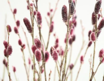 Salix gracilistyla ‘Mount Aso’ op stam - Wilg