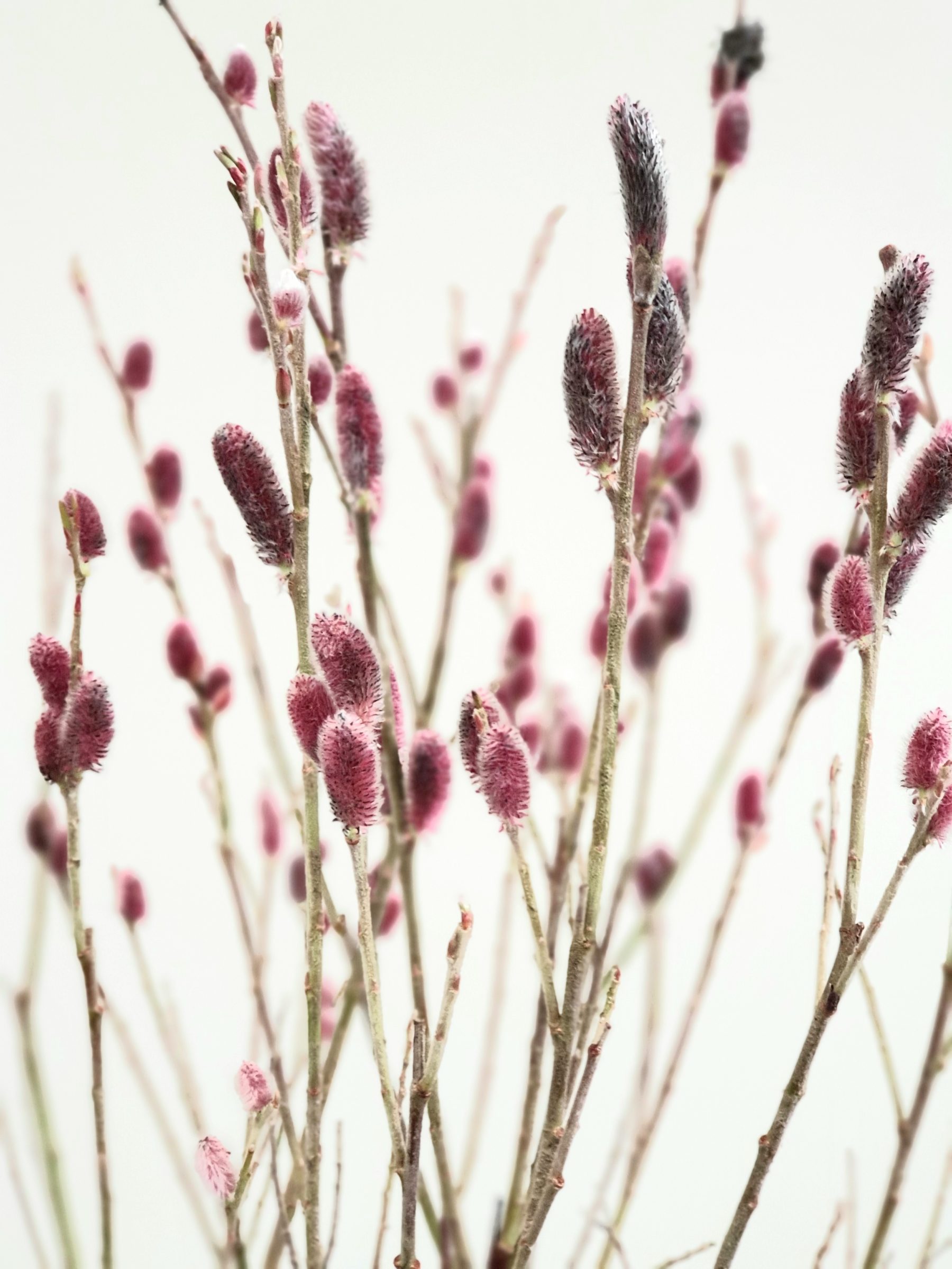 Salix gracilistyla ‘Mount Aso’ - Wilg