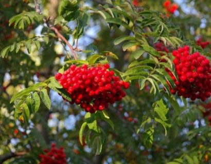 Sorbus aucuparia - Lijsterbes