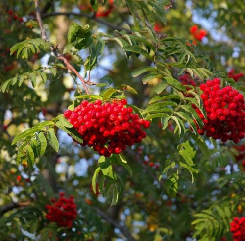 Sorbus aucuparia - Lijsterbes