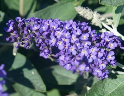 Buddleja ‘Free Petite Blue Heaven’ - Vlinderstruik