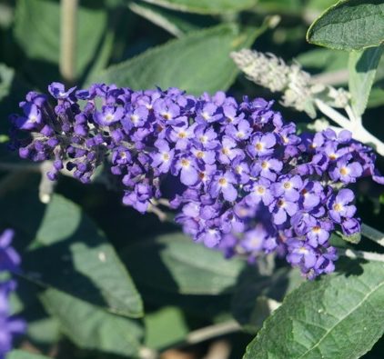 Buddleja ‘Free Petite Blue Heaven’ - Vlinderstruik