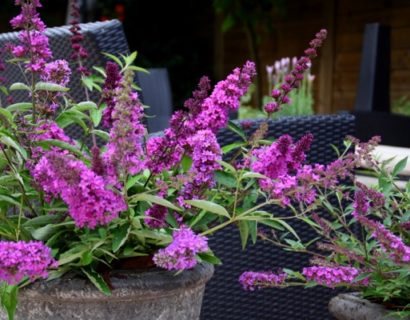 Buddleja ‘Free Petite Dark Pink’ - Vlinderstruik