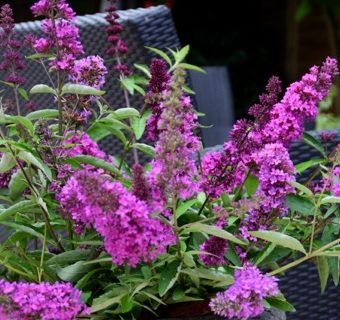 Buddleja ‘Free Petite Dark Pink’