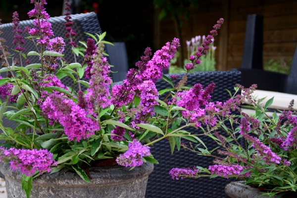 Buddleja ‘Free Petite Dark Pink’ - Vlinderstruik