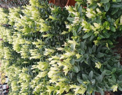 Euonymus japonicus ‘Paloma Blanca’ - Kardinaalsmuts of kardinaalshoed