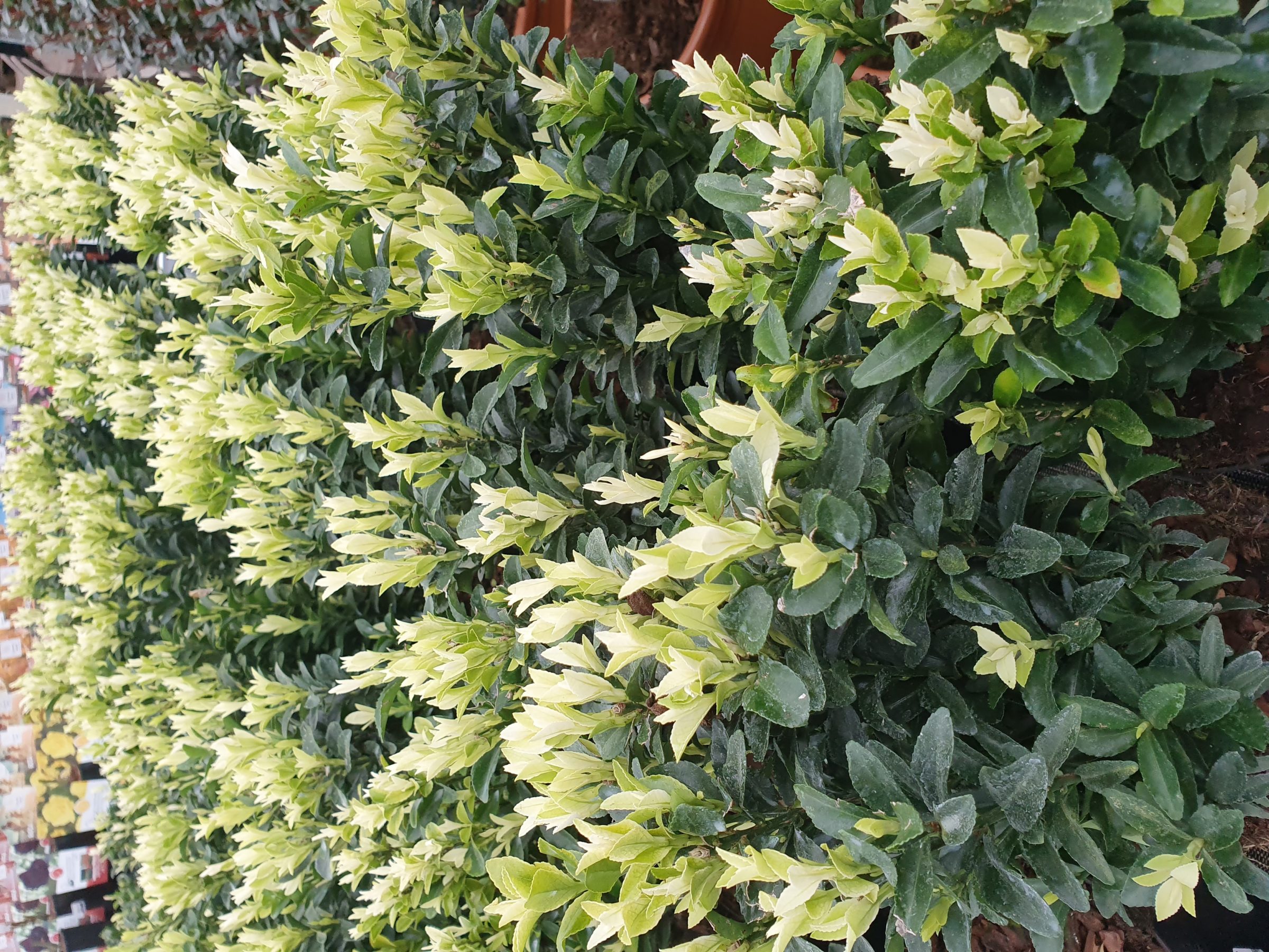 Euonymus japonicus ‘Paloma Blanca’ - Kardinaalsmuts of kardinaalshoed