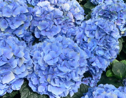 Hydrangea macrophylla ‘Little Blue’ - Hortensia