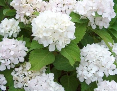 Hydrangea macrophylla ‘Little White’ - Hortensia