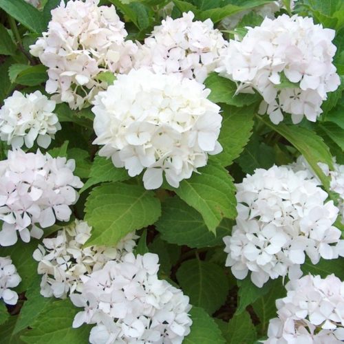 Hydrangea macrophylla ‘Little White’ - Hortensia