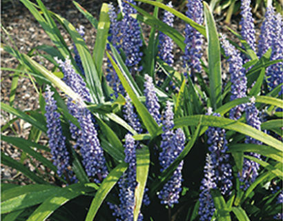 Liriope muscari ‘Moneymaker’ - Leliegras